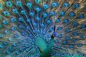 Green_Peafowl-300x199