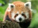panda-cervena-tvar