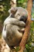 7787055-sleeping-koala-on-a-branch